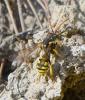 Nomada succincta